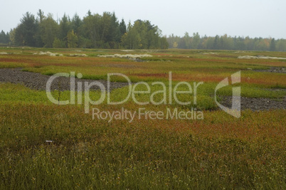 Blueberry Fields, Autumn, Maine