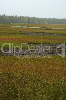 Blueberry Fields, Autumn, Maine