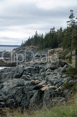 Shoreline near Otter Cove, Acadia