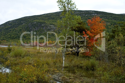 Autumn Color near Sieur de Monts