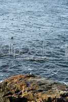Seabirds in the Water, Acadia NP