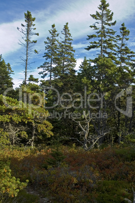 Views, Wonderland Trail, Acadia NP