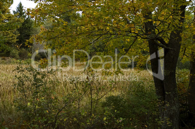 Autumn, Acadia Nat. Park