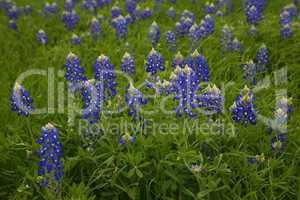 Texas bluebonnets in bloom