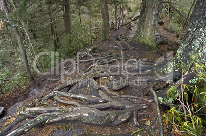 Rocks, Roots, Erosion, The Chimneys