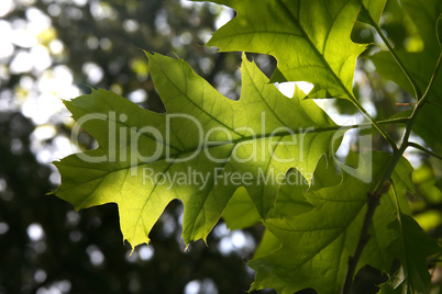 Backlit oak leaf showing veins