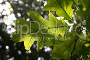 Backlit oak leaf showing veins