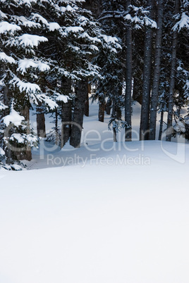 Snowy Woods