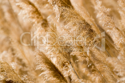 Reeds (phragmites communis)