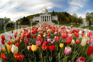 Tulips grace the Vermont Statehouse