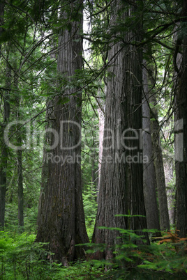 Ancient red cedar forest