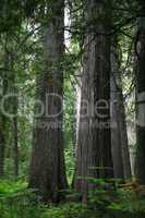 Ancient red cedar forest