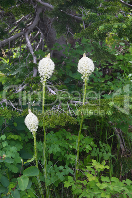 Beargrass in bloom