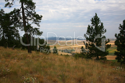 Summer Vista in the Palouse hills