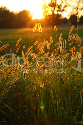 Grass seed fronds lit by sunset