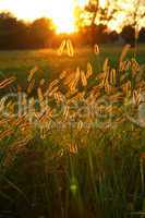 Grass seed fronds lit by sunset