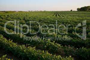 Soybean field in afternoon light
