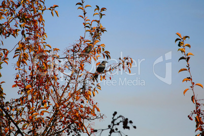 European starlings in berry tree
