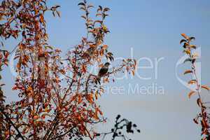 European starlings in berry tree