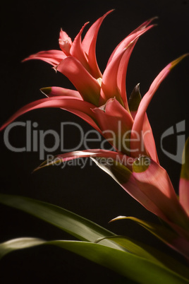 Bromeliad, Tropical Flower