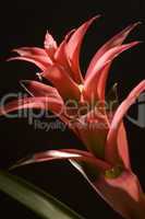 Bromeliad, Tropical Flower