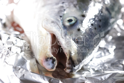 head of a salmon