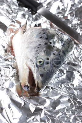 head of a salmon