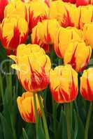Yellow red striped tulips close up