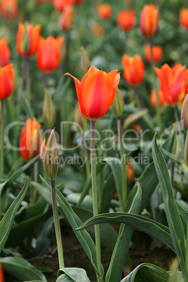 Orange and red tulip flowers