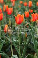 Orange and red tulip flowers