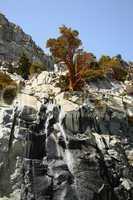 Cliff edge juniper above waterfall