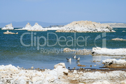 California gulls at Mono Lake