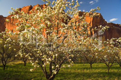 Capitol Reef National Park Orchard