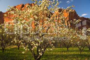 Capitol Reef National Park Orchard