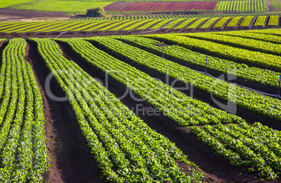 Crop Lines