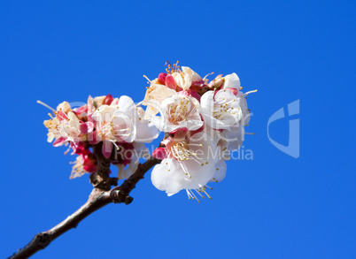 Cherry Blossom