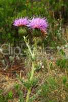 Purple thistle flower