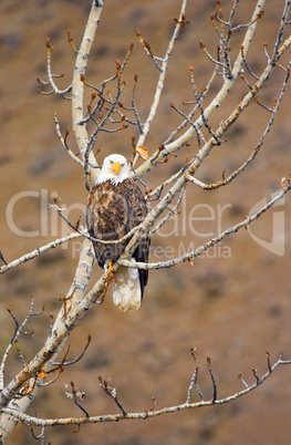 Bald Eagle Portrait