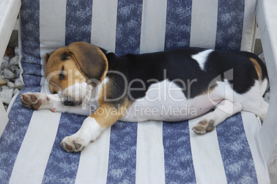 Beagle puppy