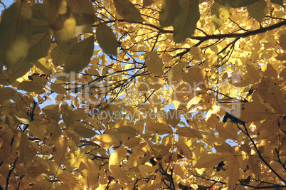 Walnut tree in Autumn