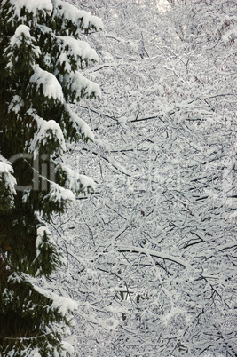 Forest in winter