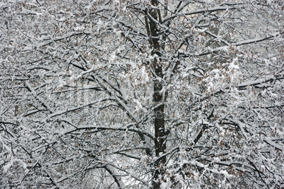 Winter in forest