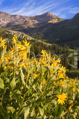 Alpine Meadow with Wildflowers