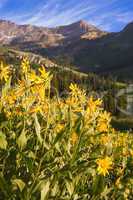 Alpine Meadow with Wildflowers