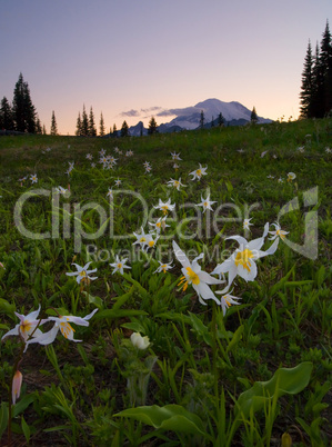 Avalanche of Lillies