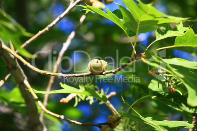 Sunlit acorn in red oak tree