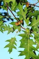 Acorns in red oak tree