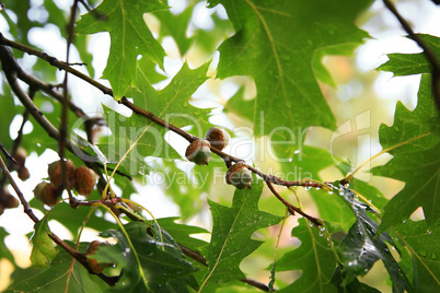 Acorns in tree after summer rain