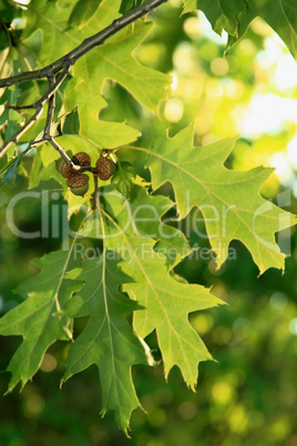 Back lighted acorns in red oak
