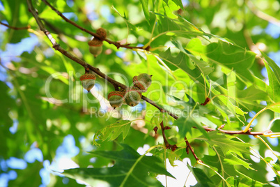 Acorns in red oak tree